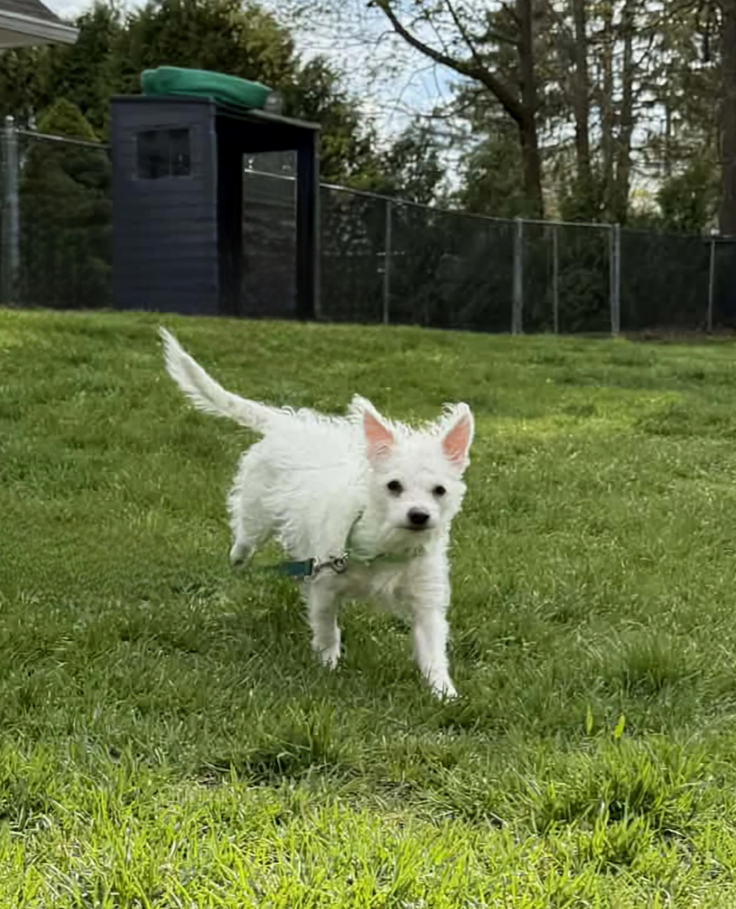MARSHA Brady Bunch, a Adoptable mixed breed in Terryville, CT image 6/6