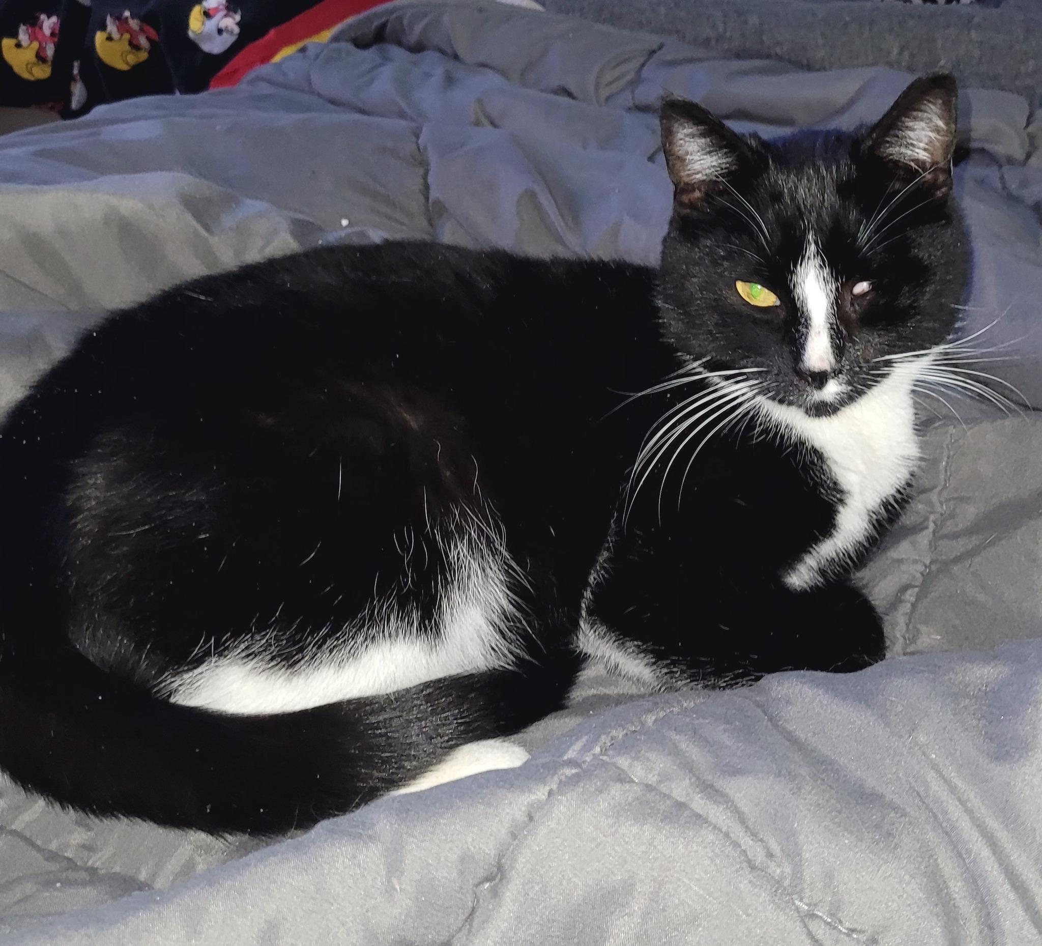 Enlarge Mrs. Parker, a ADOPTABLE Domestic Short Hair in Binghamton, NY image 1/1