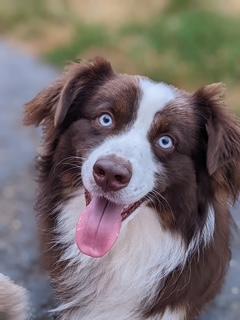 Apollo and Oliver (Bonded Pair)
