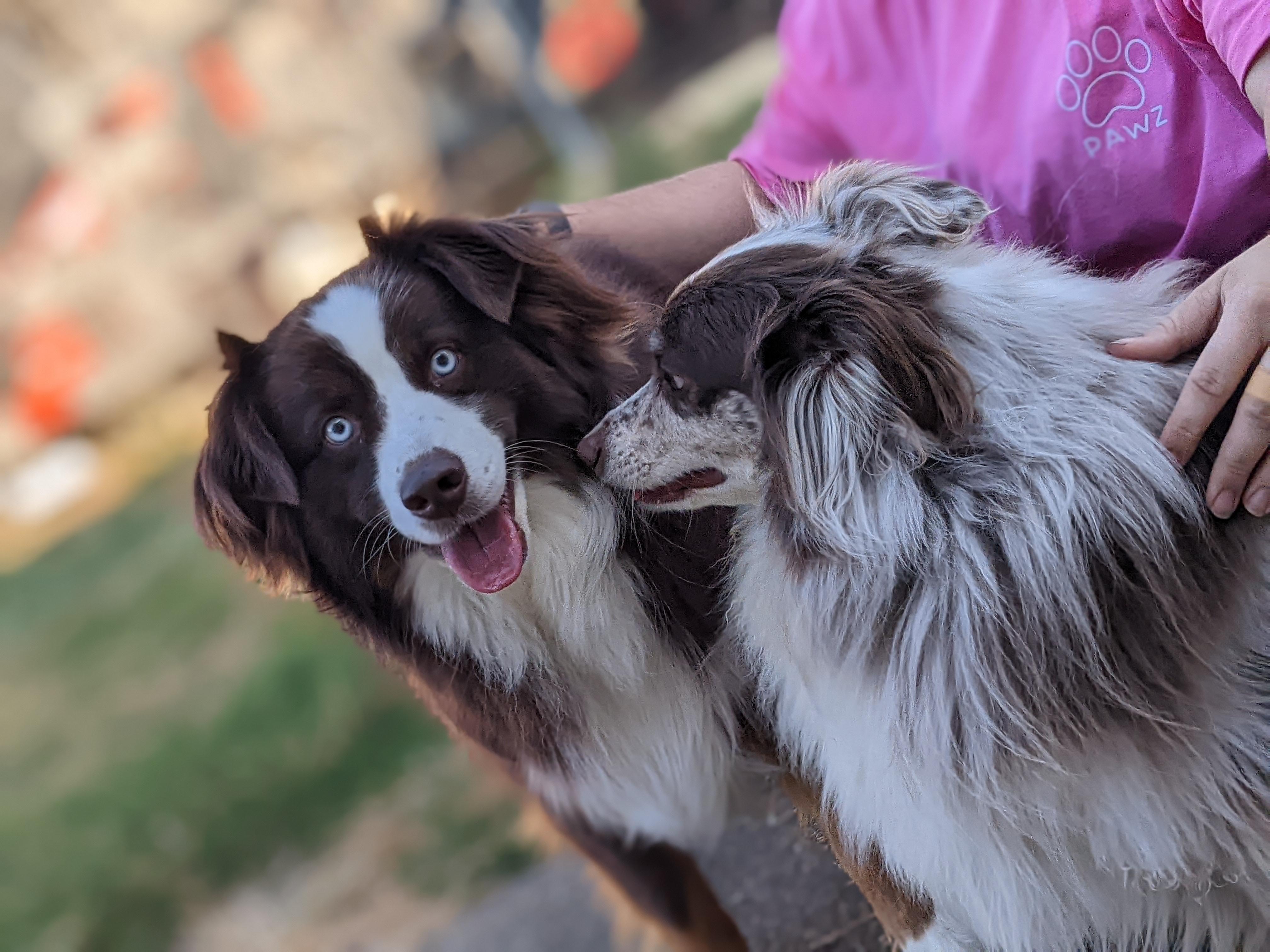 Apollo and Oliver (Bonded Pair)