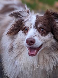 Apollo and Oliver (Bonded Pair)