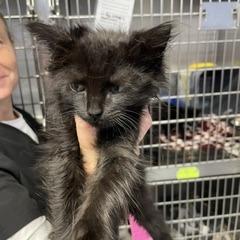 Enlarge Benedict, a Adoptable Domestic Medium Hair in Marble, NC image 1/1
