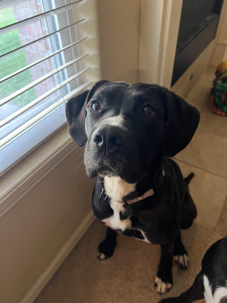 Nya, Adoptable, Adult Female Labrador Retriever & Mixed Breed.