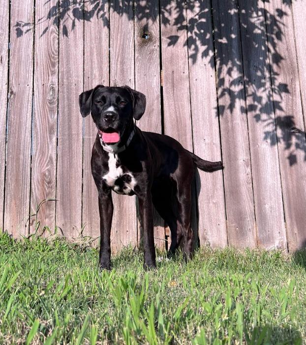 Enlarge Nya, a Adoptable mixed breed in Fayetteville, AR image 2/6