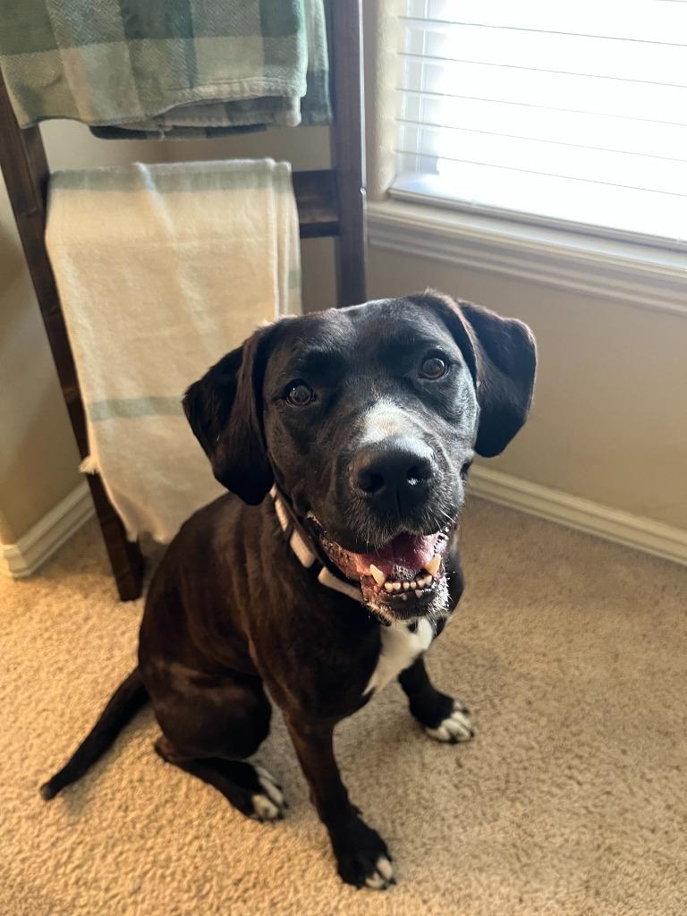 Enlarge Nya, a Adoptable mixed breed in Fayetteville, AR image 3/6