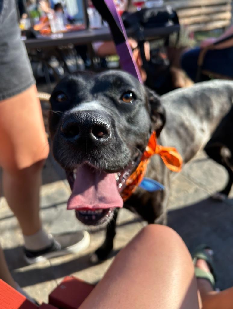 Enlarge Nya, a Adoptable mixed breed in Fayetteville, AR image 4/6