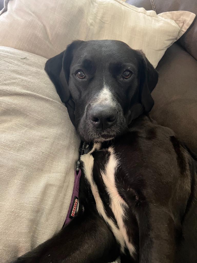 Enlarge Nya, a Adoptable mixed breed in Fayetteville, AR image 5/6