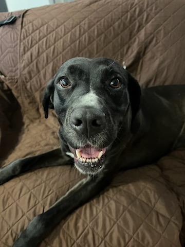 Enlarge Nya, a Adoptable mixed breed in Fayetteville, AR image 6/6