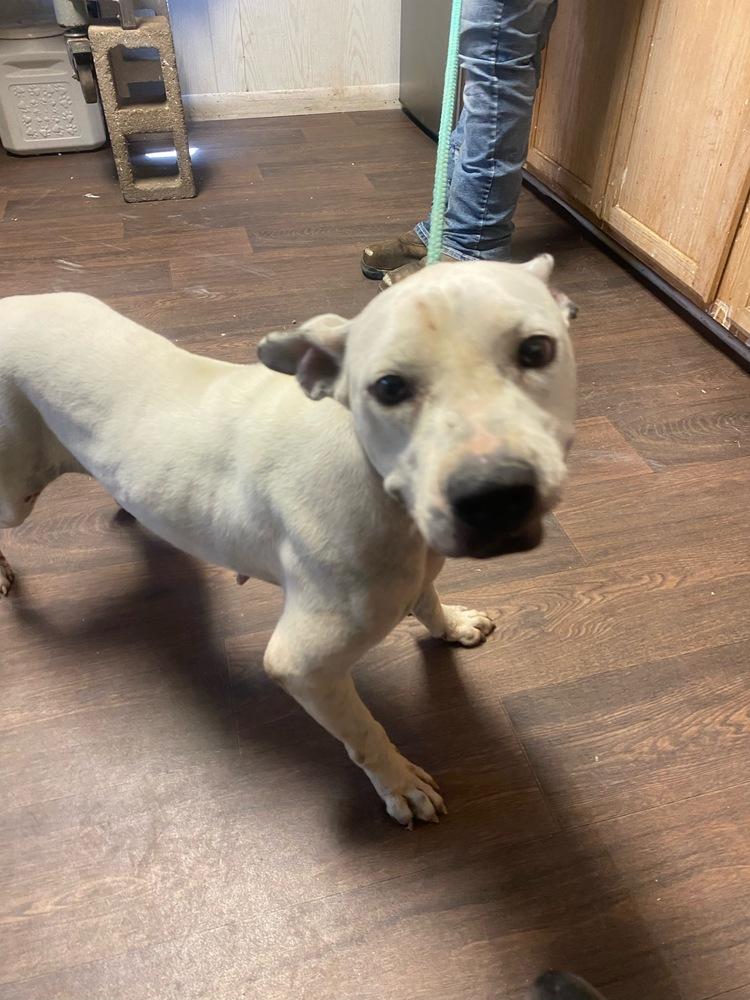 Enlarge Pinky, a Adopted mixed breed in Opelousas, LA image 1/2