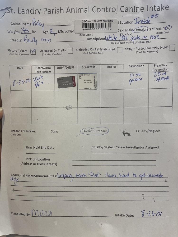 Enlarge Pinky, a Adopted mixed breed in Opelousas, LA image 2/2