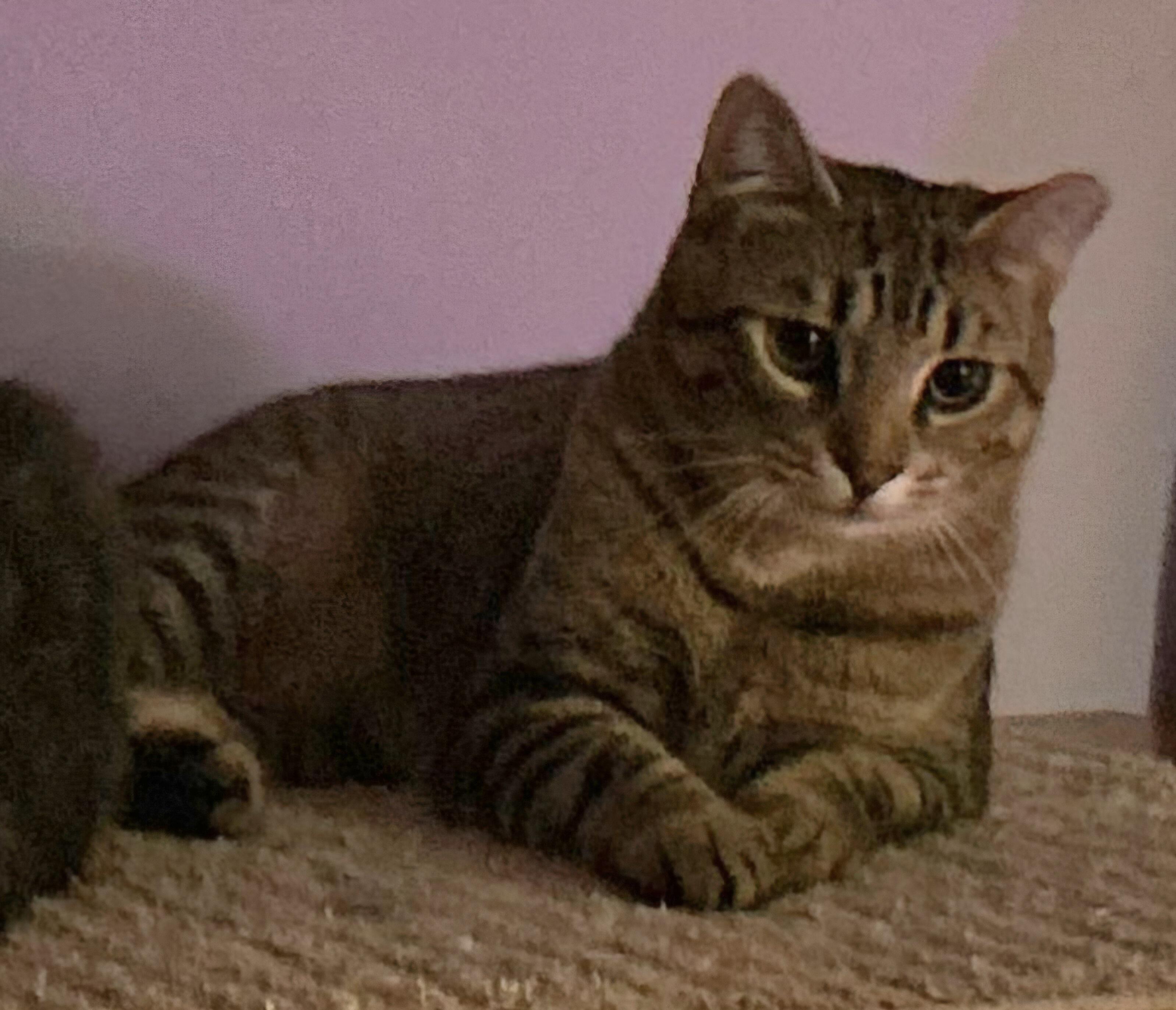 Enlarge Twix (part of a bonded pair), a Adoptable Domestic Short Hair in Allentown, PA image 2/2