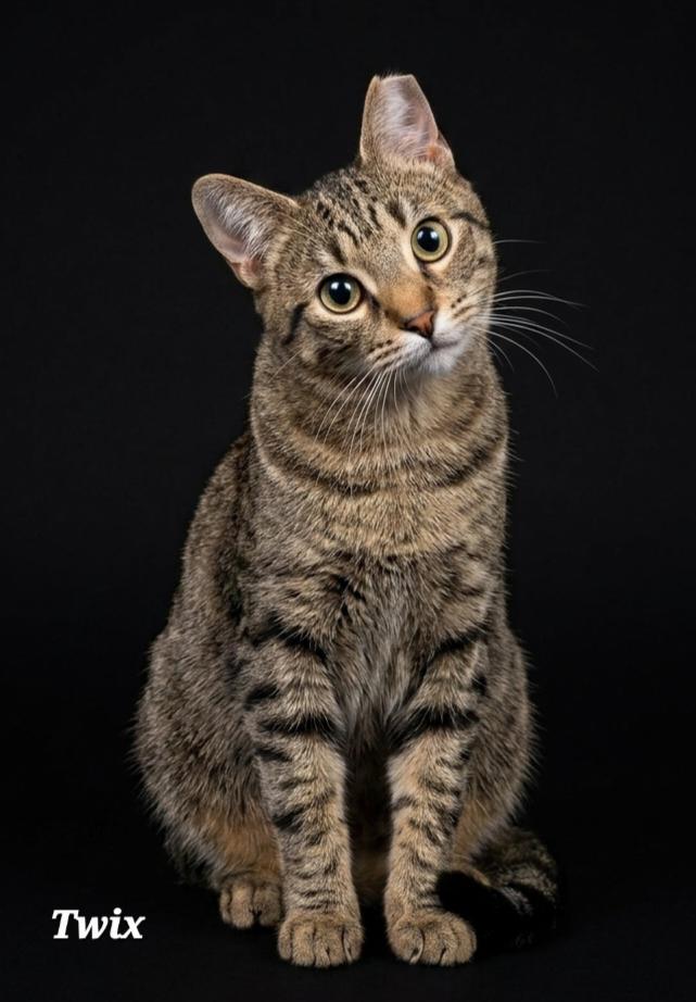 Twix (part of a bonded pair), Adoptable, Young Male Domestic Short Hair.