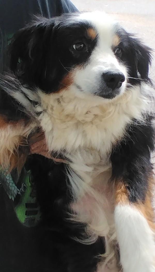 Sally, Adoptable, Adult Female Australian Shepherd.