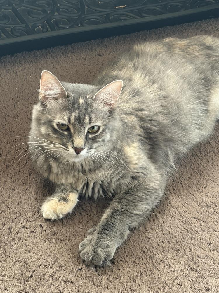 Mozzarella, Adoptable, Young Female Domestic Long Hair.