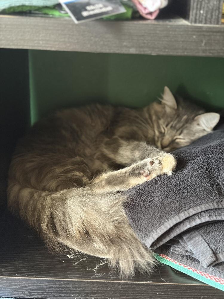 Enlarge Mozzarella, a Adoptable Domestic Long Hair in Wheaton, IL image 2/3