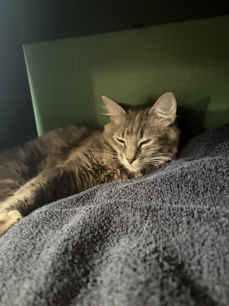 Enlarge Mozzarella, a Adoptable Domestic Long Hair in Wheaton, IL image 3/3
