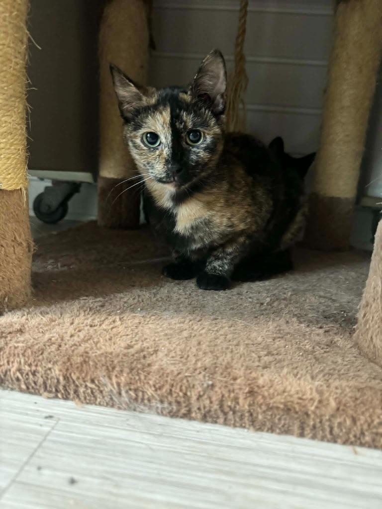 Enlarge Duchess, a Adoptable mixed breed in Marion, OH image 1/3
