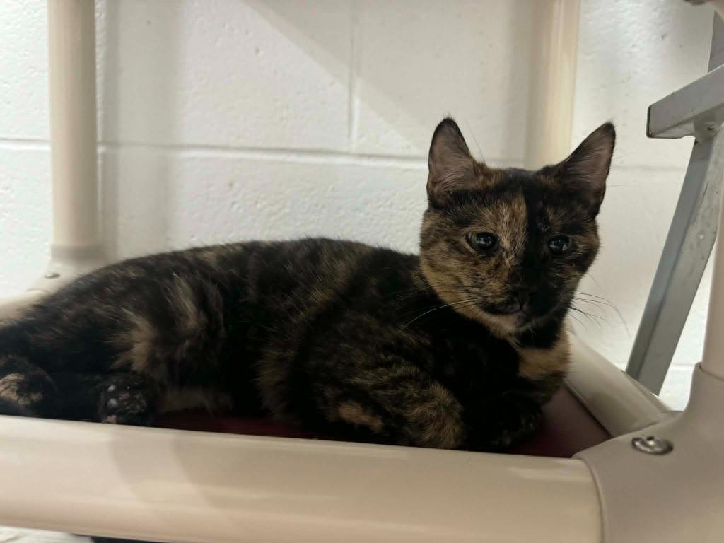 Duchess, a Adoptable mixed breed in Marion, OH image 2/5