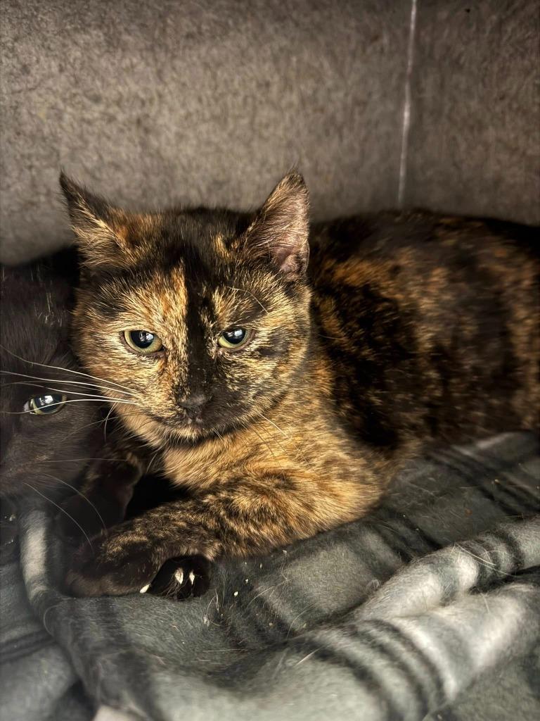 Duchess, Adoptable, Young Female Domestic Short Hair.