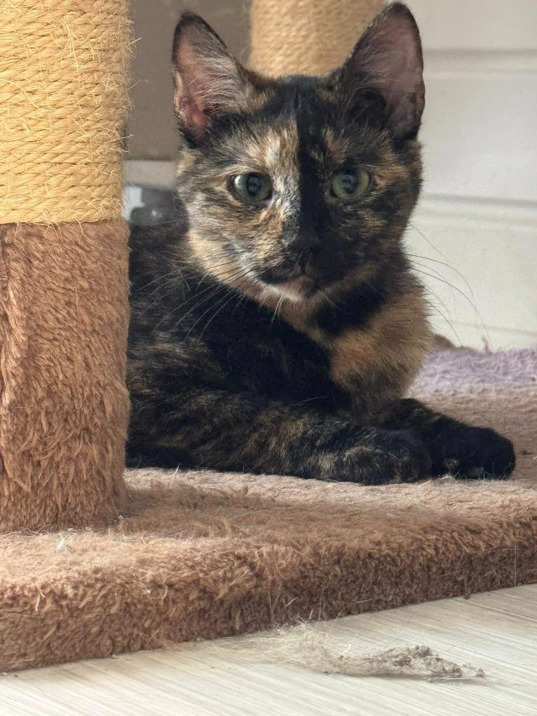 Duchess, a Adoptable mixed breed in Marion, OH image 3/4