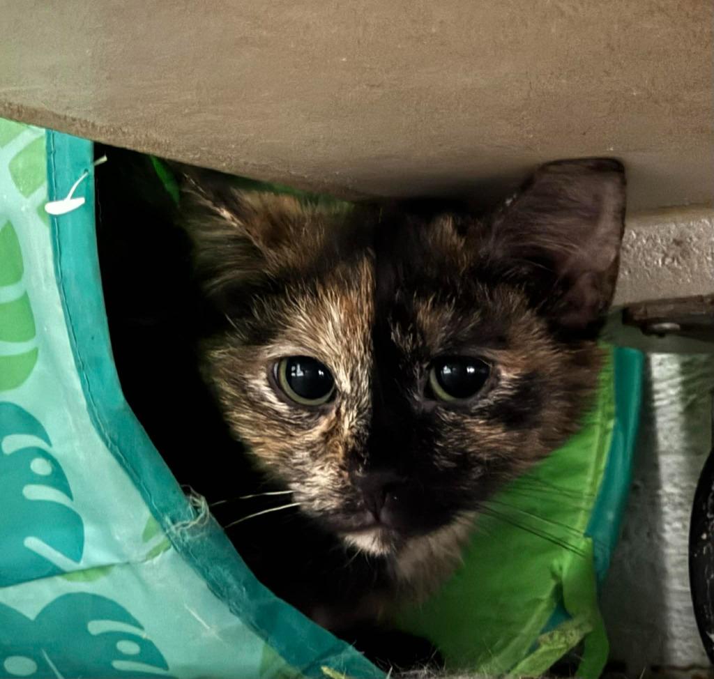 Enlarge Duchess, a Adoptable mixed breed in Marion, OH image 2/2