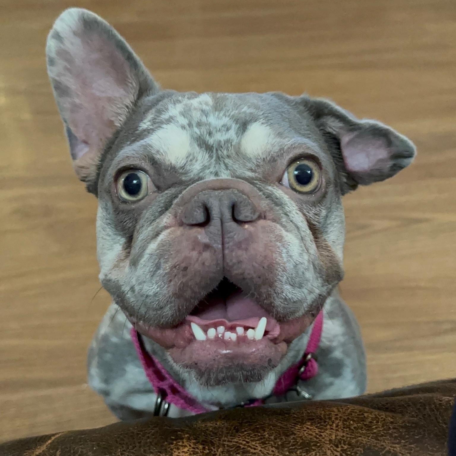 Mia, a Adoptable French Bulldog in Citrus Heights, CA image 1/6