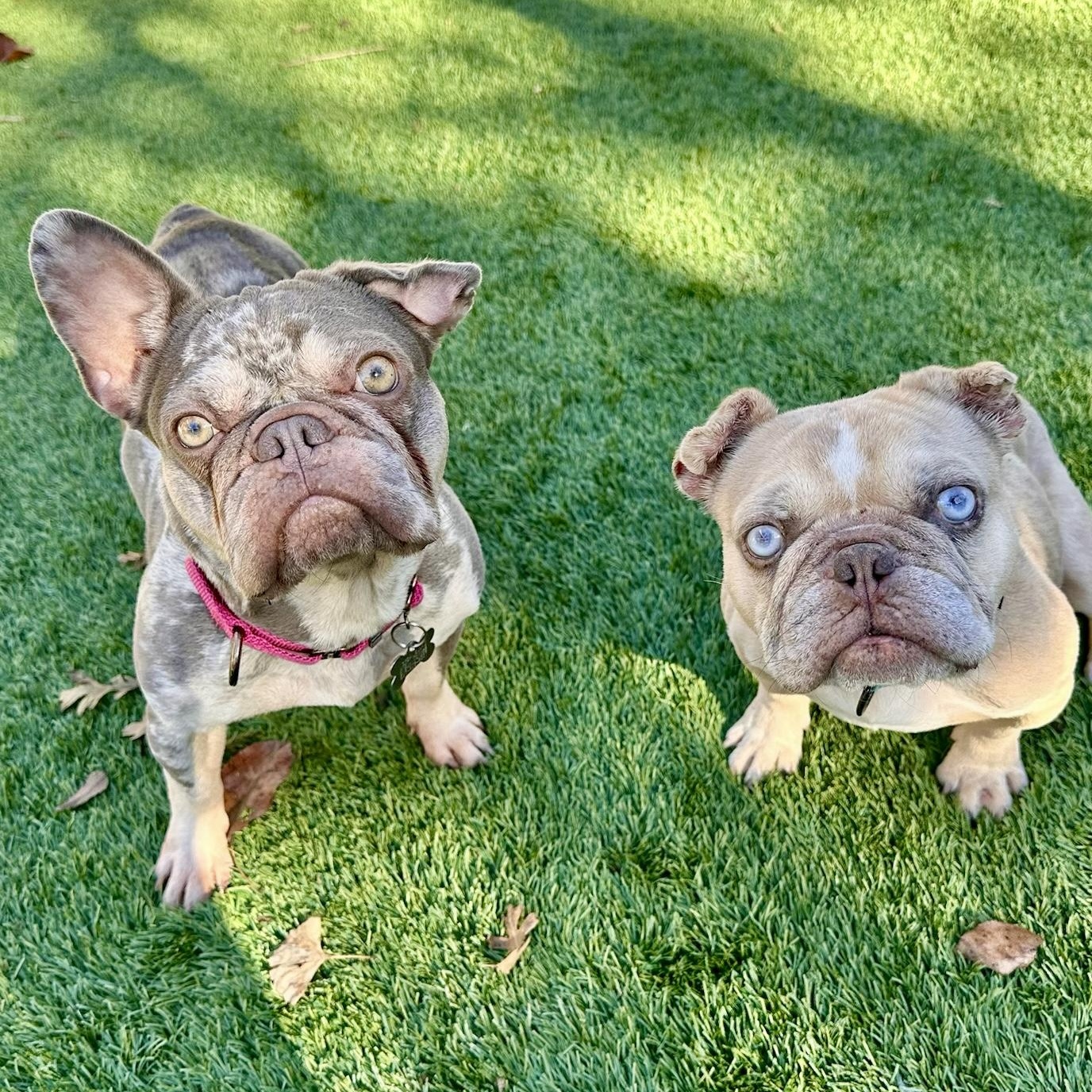 Mia, a Adoptable French Bulldog in Citrus Heights, CA image 6/6