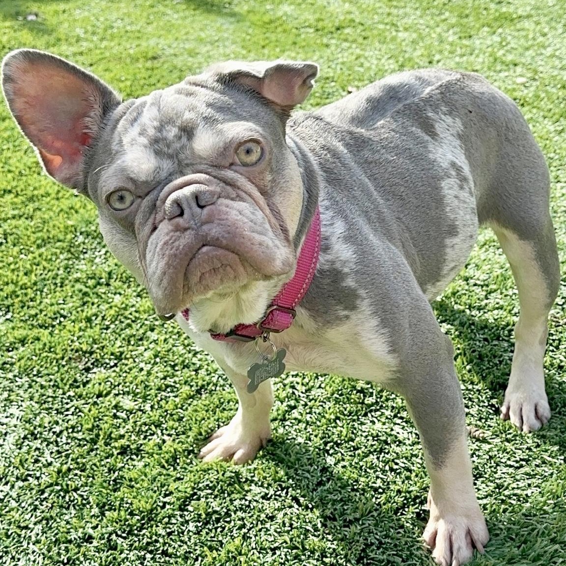 Mia, a Adoptable French Bulldog in Citrus Heights, CA image 5/6