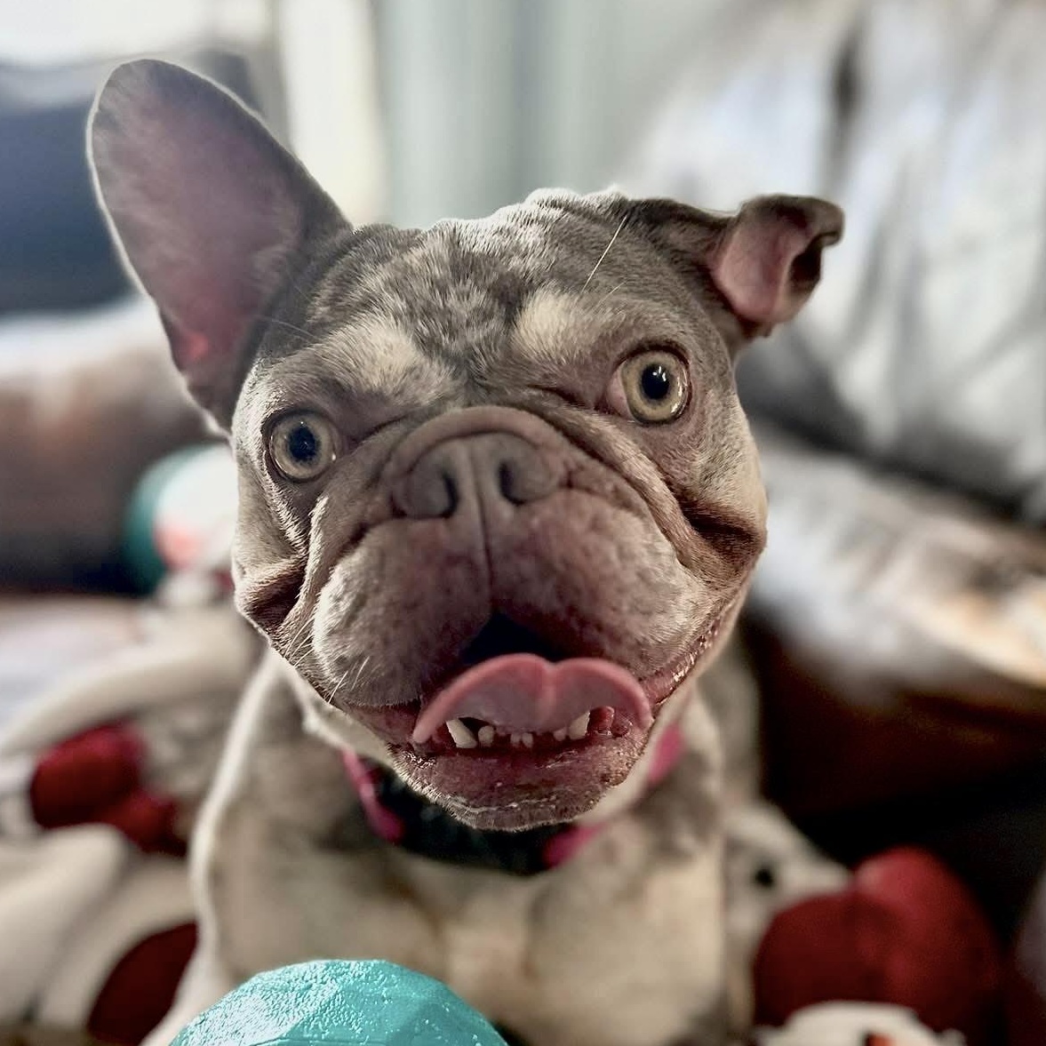 Mia, a Adoptable French Bulldog in Citrus Heights, CA image 3/6