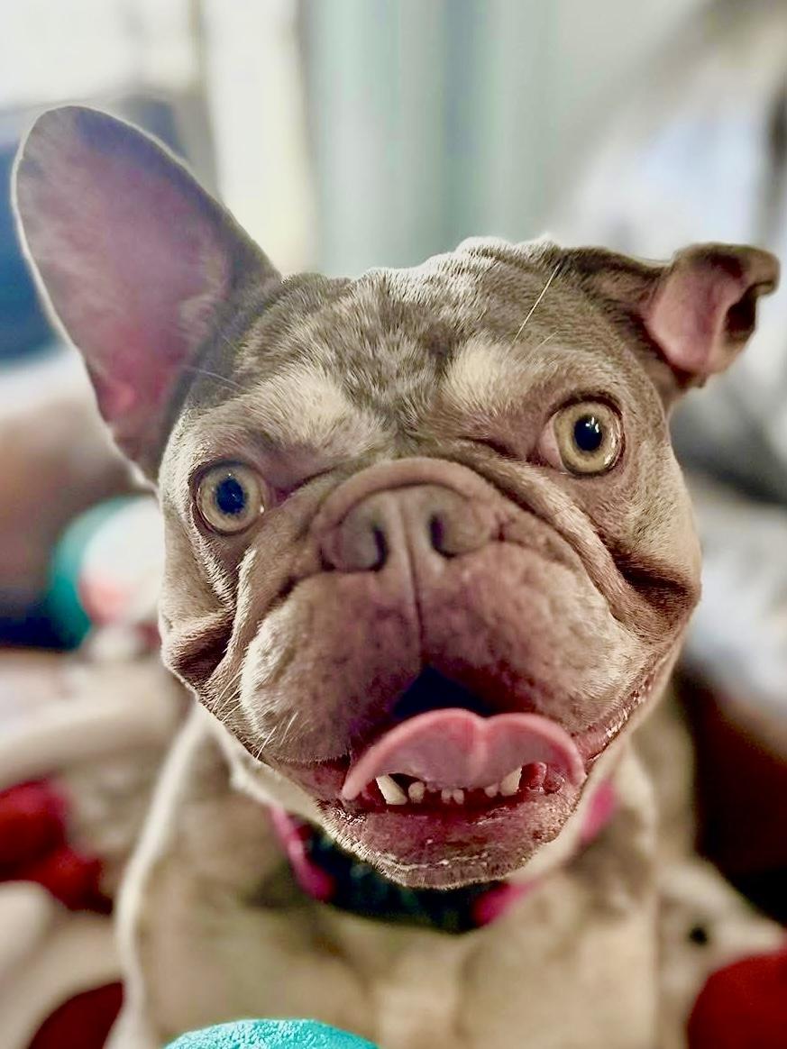 Mia, Adoptable, Young Female French Bulldog.