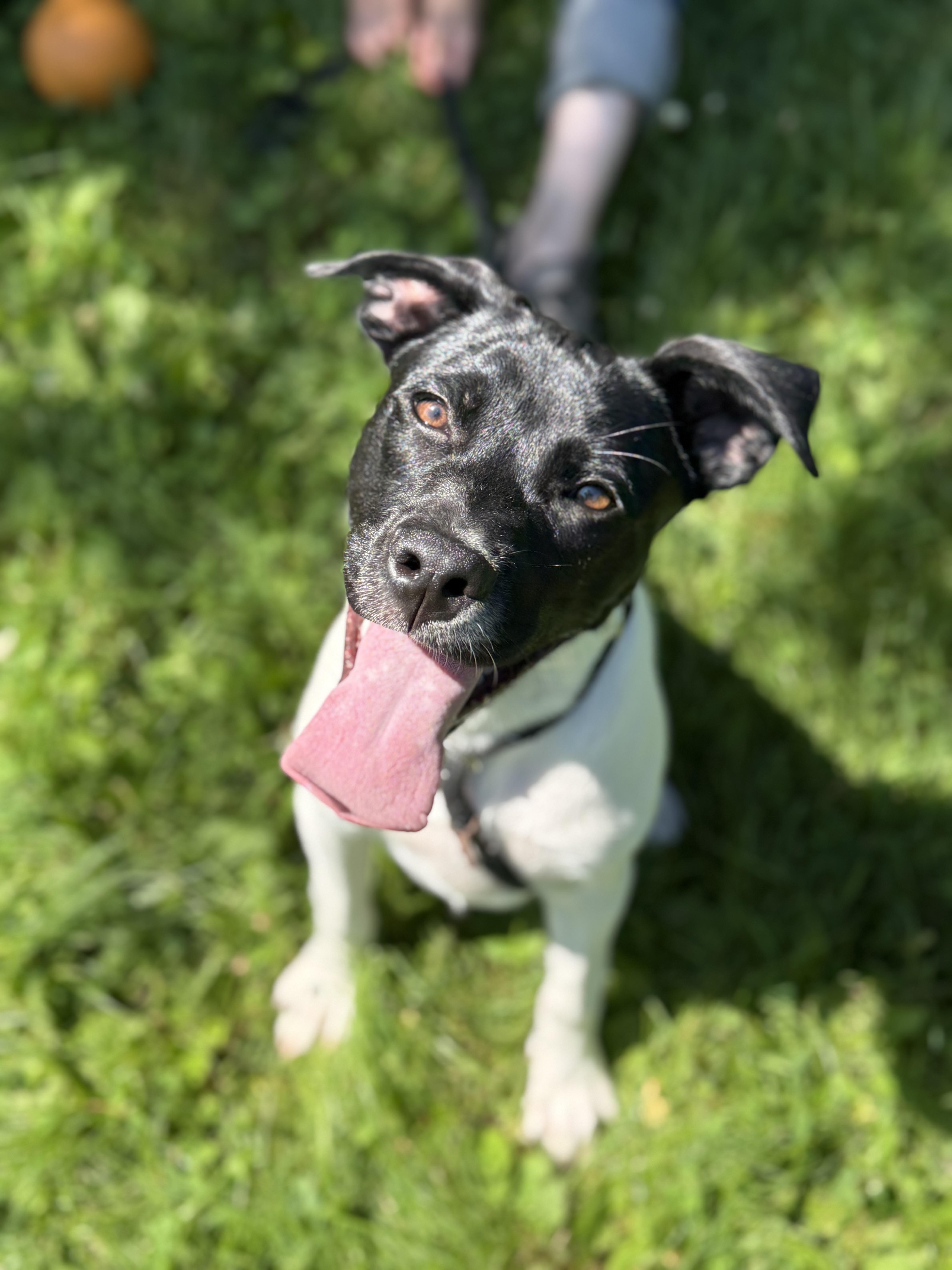 Reba, an adopted mixed breed in Delhi, NY image 2/2
