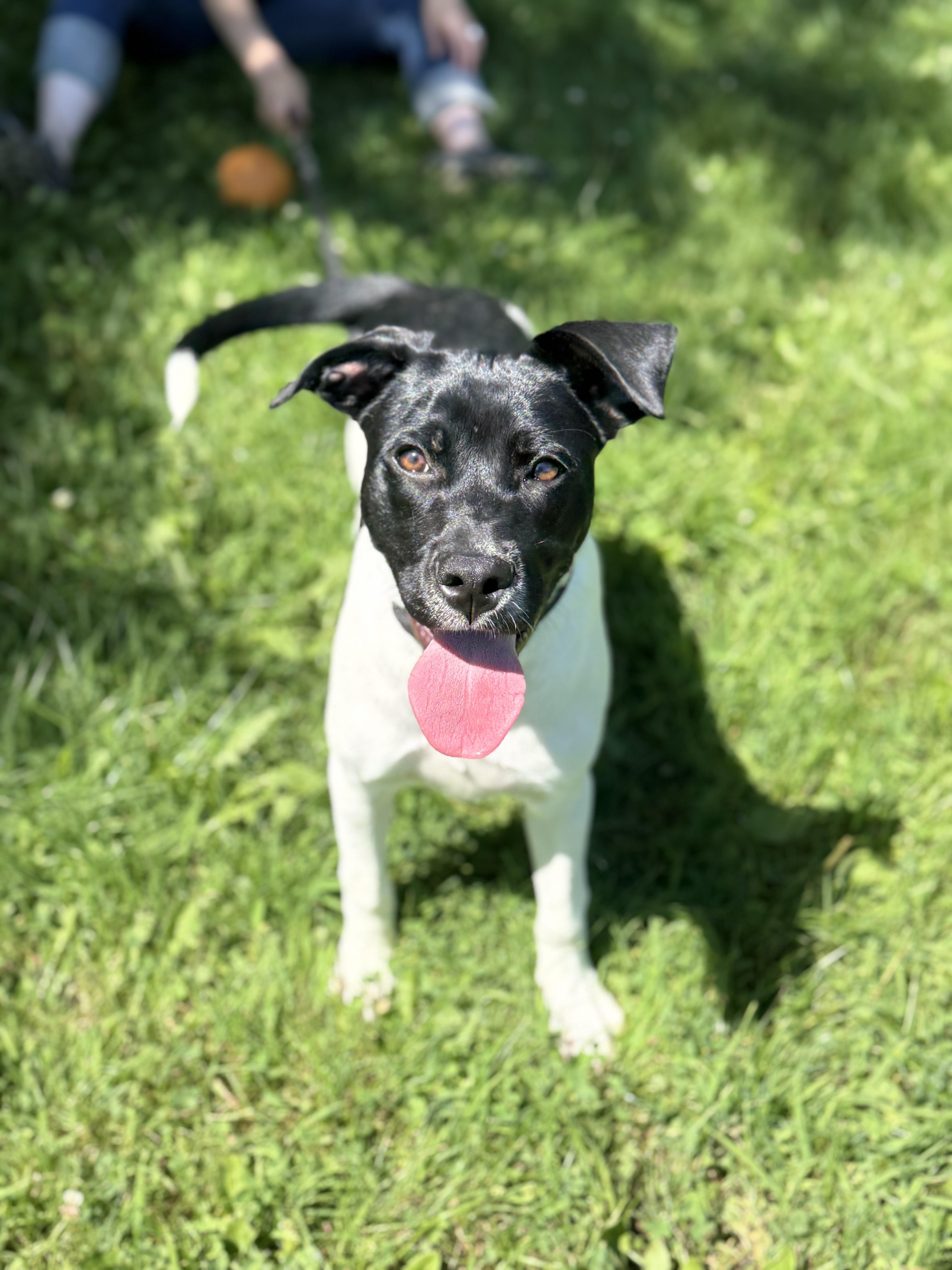 Reba, adopted, Young Female Black Labrador Retriever & Pit Bull Terrier.