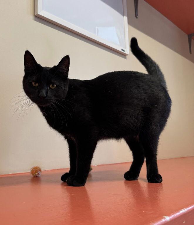 Biscuit, Adopted, Young Female Domestic Short Hair.