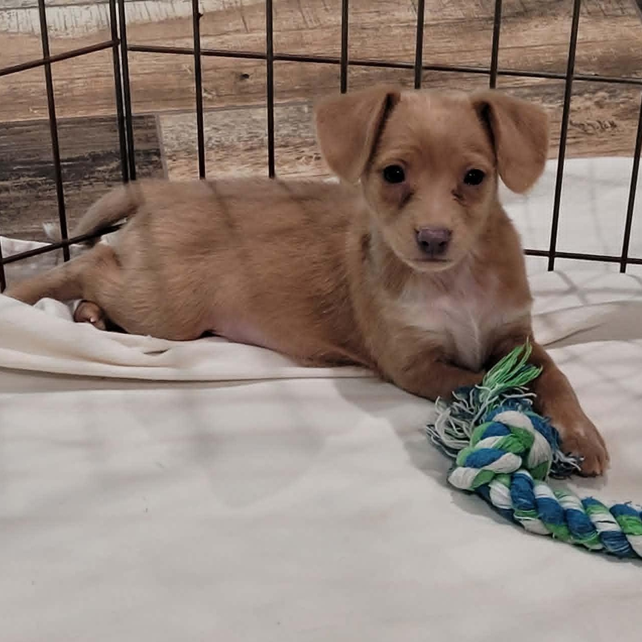 Penny, ADOPTABLE, Puppy Female Italian Greyhound & Chihuahua.