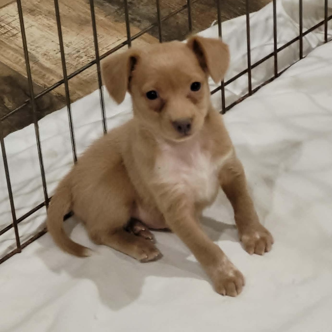 Enlarge Penny, a ADOPTABLE mixed breed in New River, AZ image 2/3