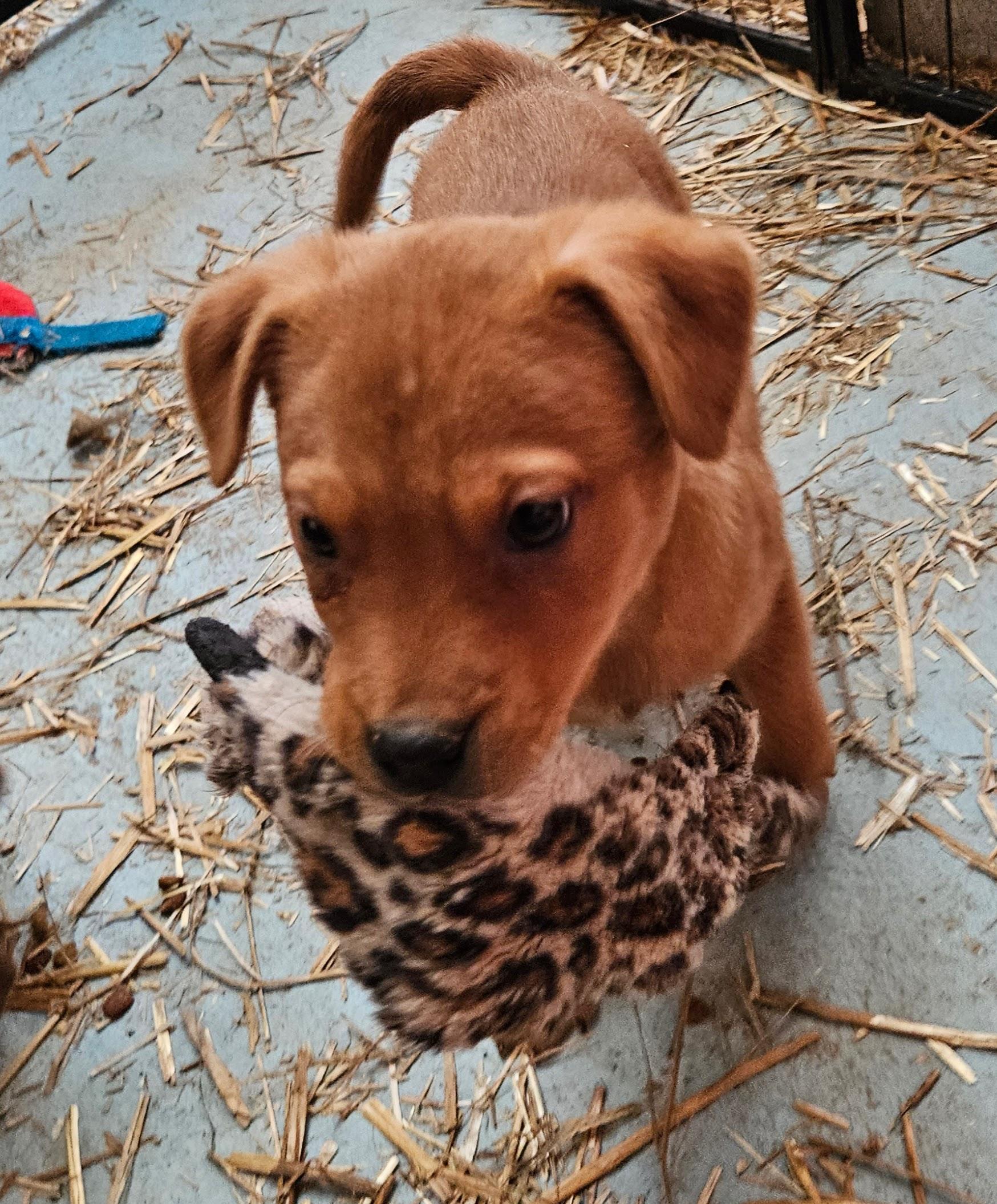 Iris Icon — thumbnail 2