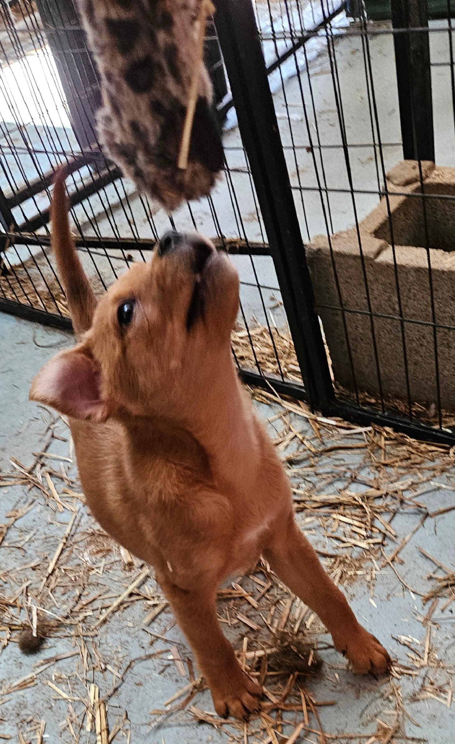 Iris Icon — thumbnail 3