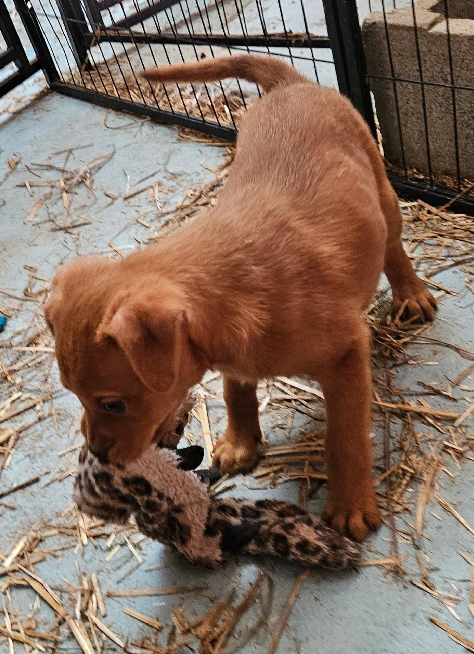 Iris Icon — thumbnail 4