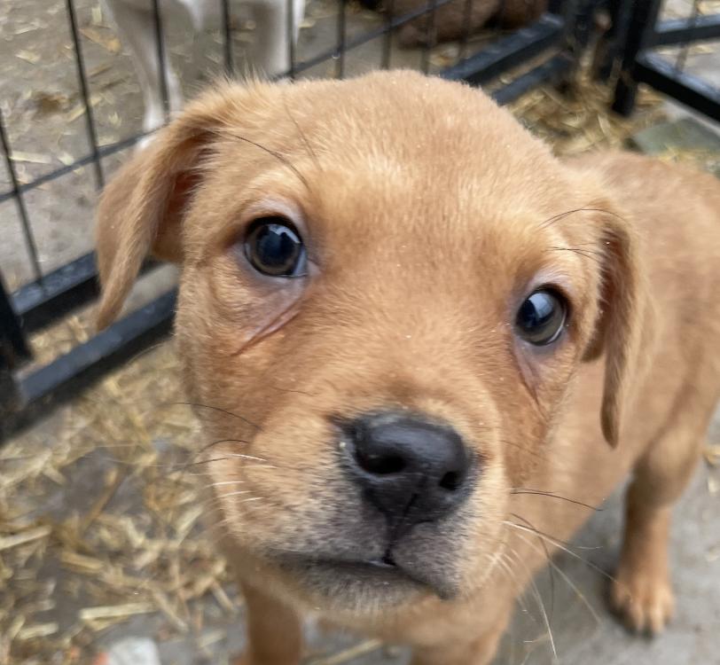 Iris Icon — thumbnail 5