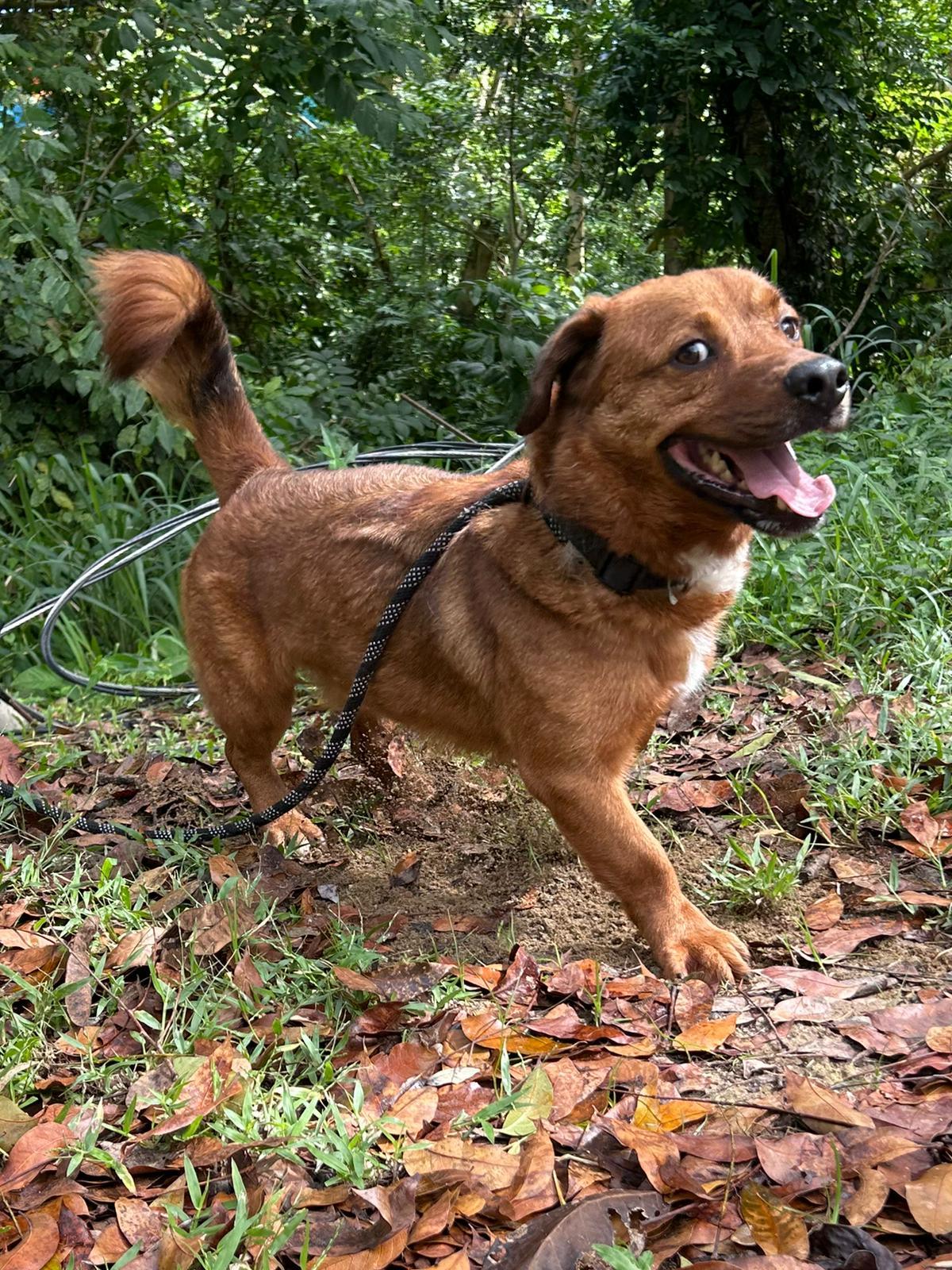 Pekeke, Adoptable, Adult Male Jack Russell Terrier & Patterdale Terrier / Fell Terrier.