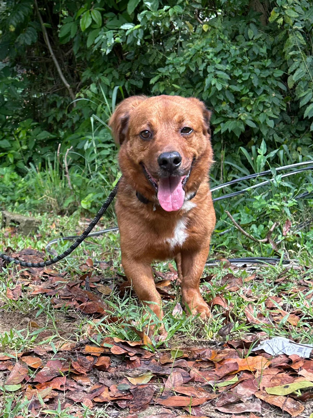 Enlarge Pekeke, a Adoptable mixed breed in Okemos , MI image 2/3