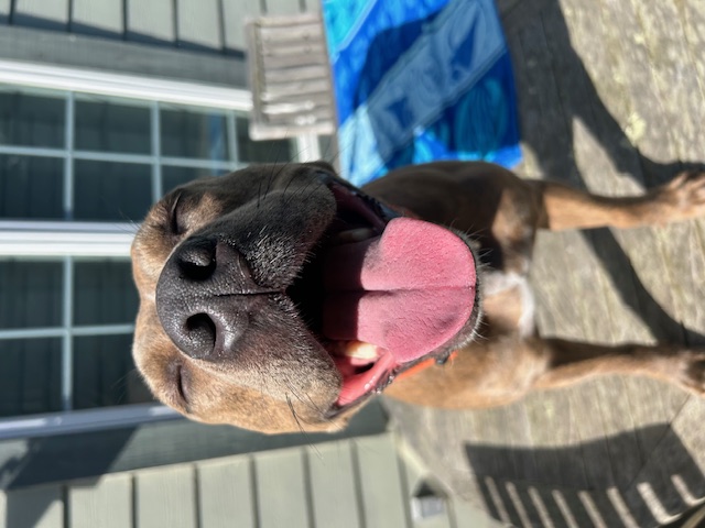 Lia, a Adoptable mixed breed in Half Moon Bay, CA image 4/6