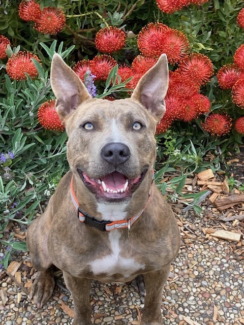 Lia, a Adoptable mixed breed in Half Moon Bay, CA image 5/6
