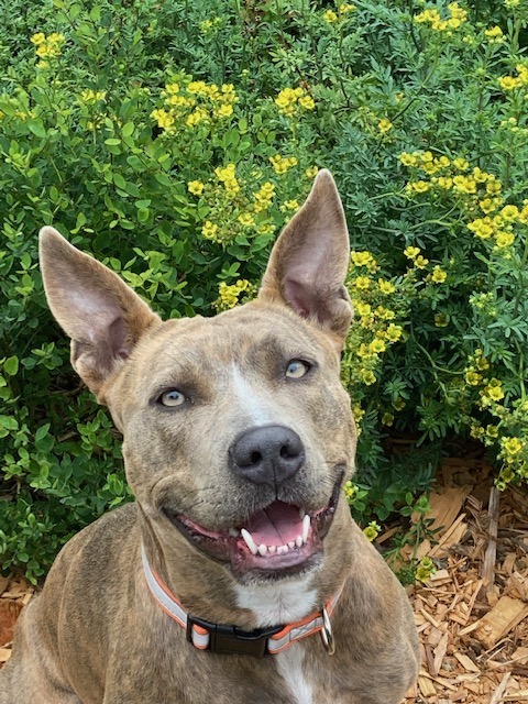 Lia, a Adoptable mixed breed in Half Moon Bay, CA image 6/6