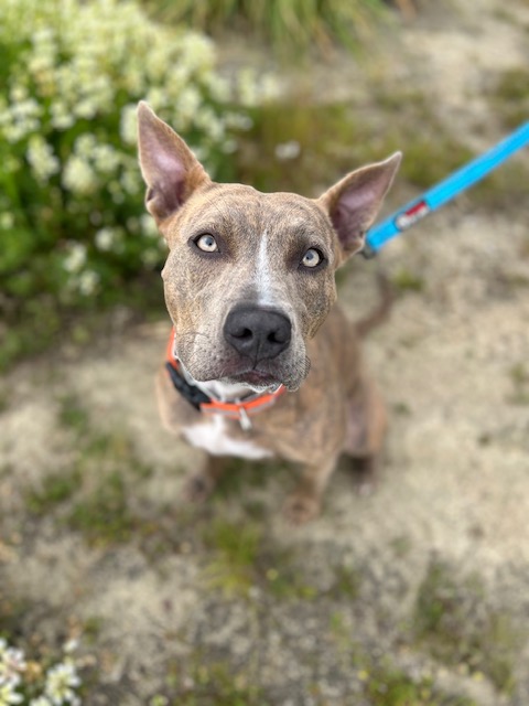 Lia, a Adoptable mixed breed in Half Moon Bay, CA image 1/6