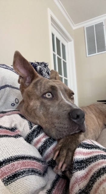 Lia, a Adoptable mixed breed in Half Moon Bay, CA image 3/6