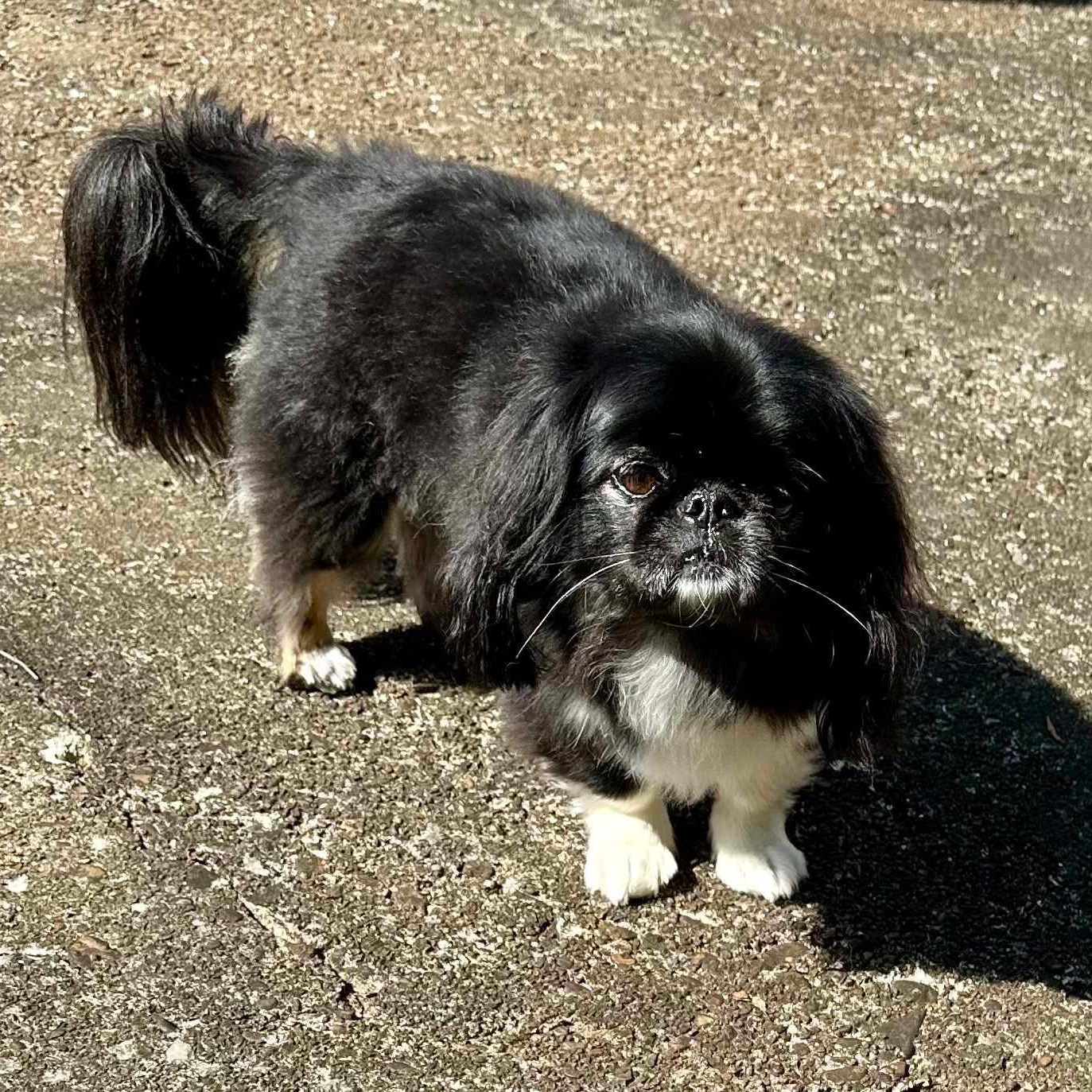 Maggie Moo And Sammy thumbnail 3