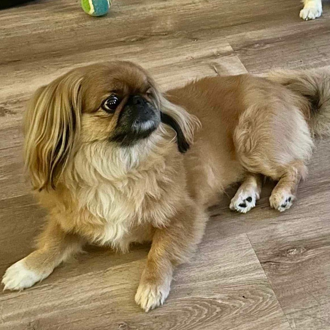 Maggie Moo And Sammy thumbnail 5