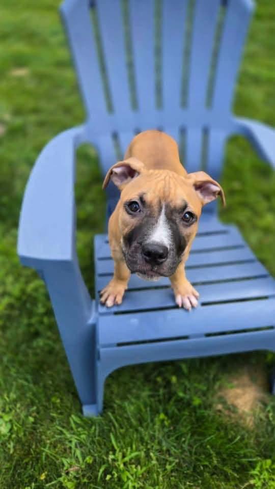 Rosie, ADOPTABLE, Puppy Female Mixed Breed.