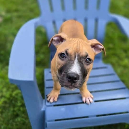 Enlarge Rosie, a ADOPTABLE Mixed Breed in Penfield, NY image 2/6